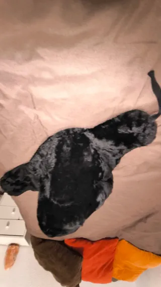 Gorro Ruso Ushanka Zlatoust Negro