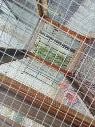 Jaula ,boladero para aves