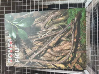 Libro Bonsai Pasión Ficus n 104