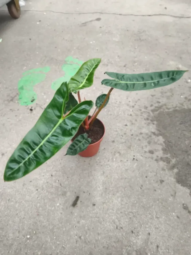 Philodendron billietiae planta