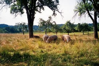 Cámara Pentax Espio AF Zoom 35 mm-70 mm Macro Comp