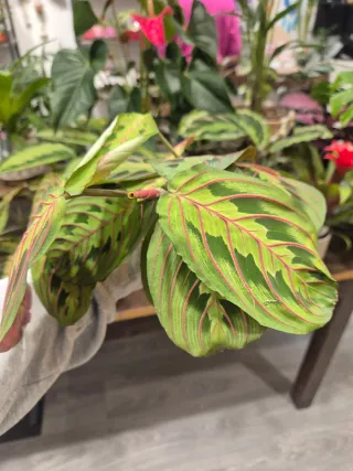 Planta Maranta leuconeura fascinator