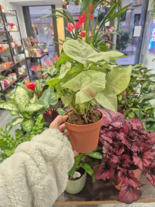 OFERTA planta syngonium confetti