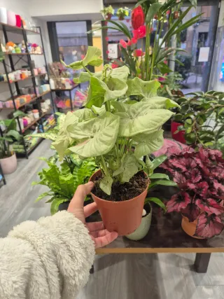 OFERTA Planta syngonium confetti