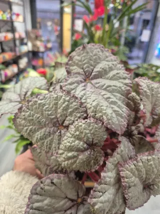 OFERTA begonia rex plateada