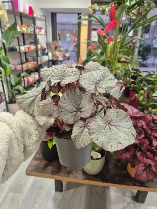 OFERTA begonia rex plateada