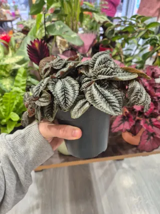 OFERTA Planta pilea norfolk chocolate