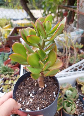 Suculenta Kalanchoe