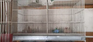 Jaula pájaros