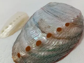 Conchiglie decorative