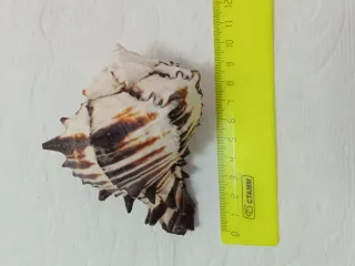 Conchiglia decorativa con striature marroni