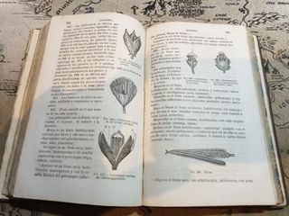 PROGRAMA DE UN CURSO DE HISTORIA NATURAL - Monlau