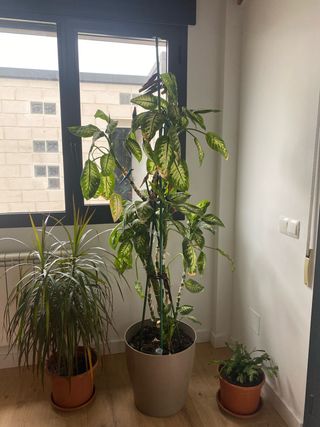 Planta Dieffenbachia