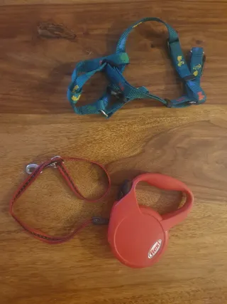 Correa extensible y arnés