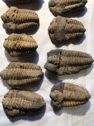 Trilobites Fósiles - Cámbrico (541 Ma)