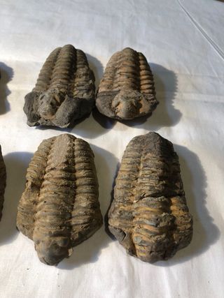 Trilobites Fósiles - Cámbrico (541 Ma)