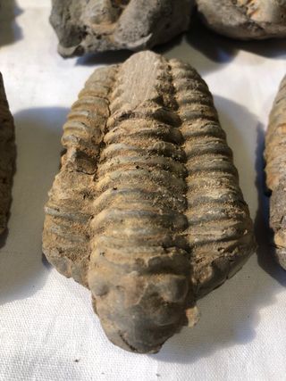 Trilobites Fósiles - Cámbrico (541 Ma)