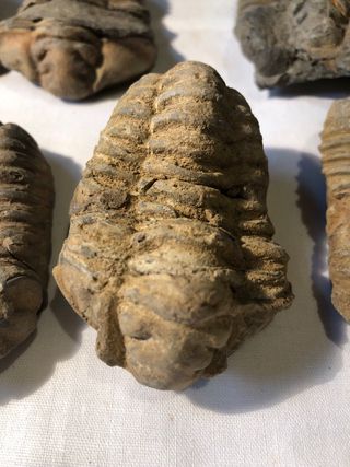 Trilobites Fósiles - Cámbrico (541 Ma)