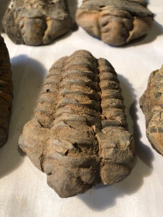 Trilobites Fósiles - Cámbrico (541 Ma)