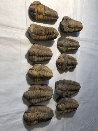 Trilobites Fósiles - Cámbrico (541 Ma)