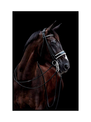 Cuadro Caballo negro elegante