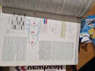 I principi di biochimica di Lehninger