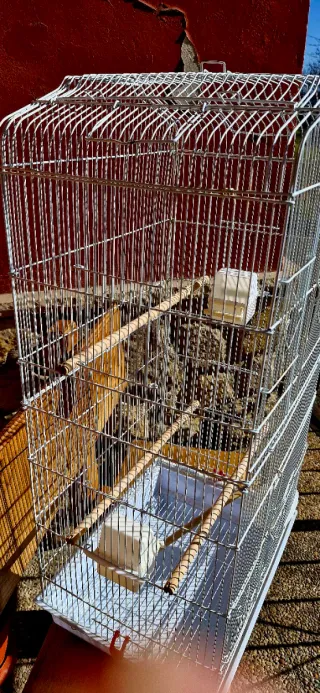 Jaula grande ninfa o similar