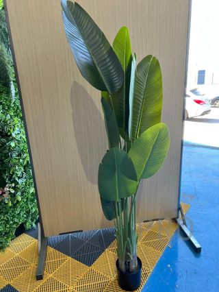 Árbol Bananero Grande