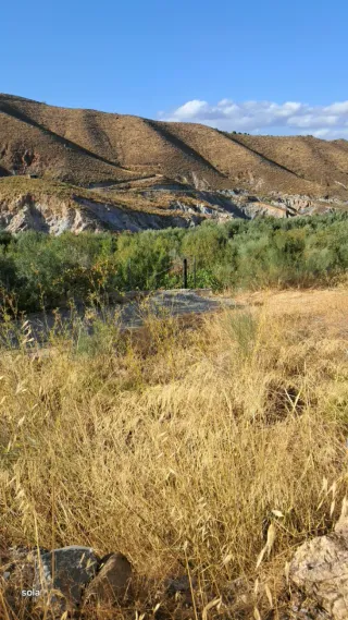 Finca Olivos y almendros 10000m2 con 19h Agua