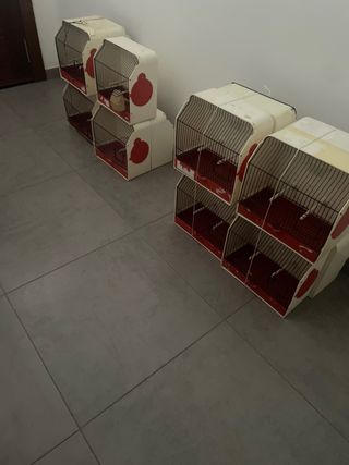 Gabbie da concorso ciascuna