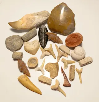 Lote Fósiles Marinos Variados