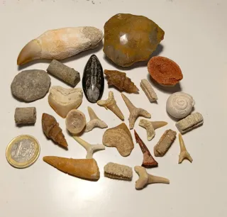 Lote Fósiles Marinos Variados