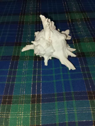 Conchiglia decorativa