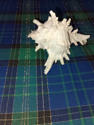 Conchiglia decorativa