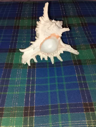 Conchiglia decorativa