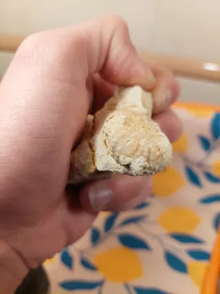 Fóssil Ouriço do Mar Cretácico