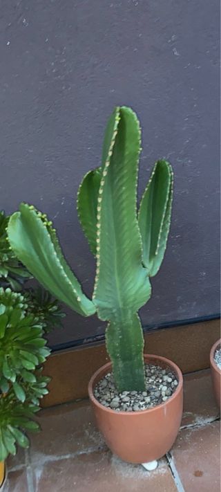 Cactus Euphorbia Candelabro