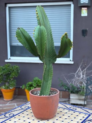 Cactus Euphorbia Candelabro