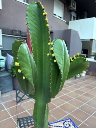 Cactus Euphorbia Candelabro
