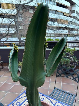 Cactus Euphorbia Candelabro