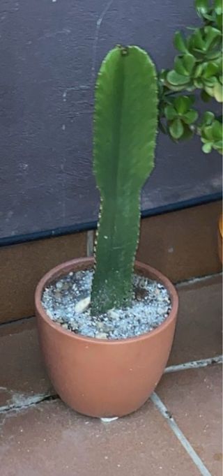 Cactus Euphorbia Candelabro