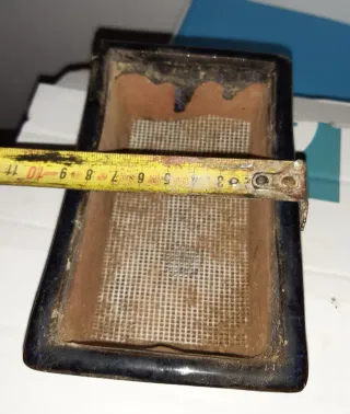 OF- Precioso Ficus Ginseng Pre-bonsai. En mano