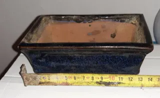 OF- Precioso Ficus Ginseng Pre-bonsai. En mano