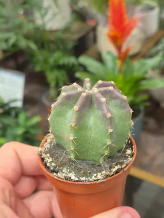 Planta Cactus echinocereus subinermis