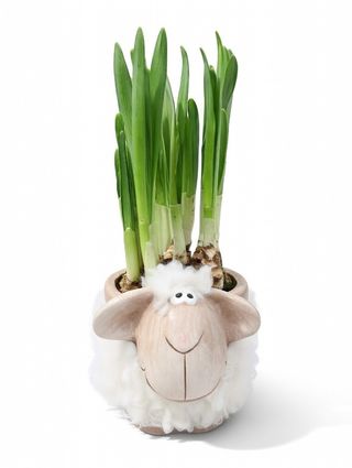 Cubremaceta decorativo oveja con bulbos de Narciso