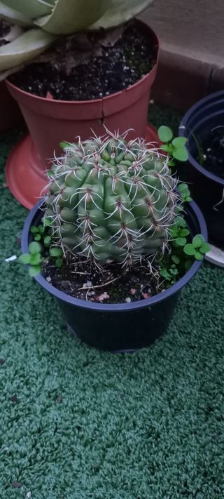 Cactus redondo de flores rojas