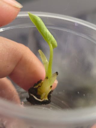 Cormo Alocasia Sinuata Aurea