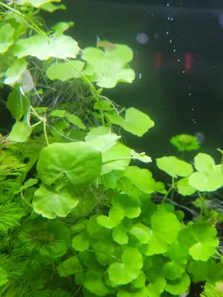 Hydrocotyle leucocephala. Planta de acuario