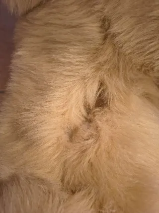 Peluche Oso Gigante Beige