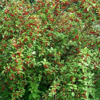 Pianta GOUMI DEL GIAPPONE Elaeagnus Umbellata 25cm
